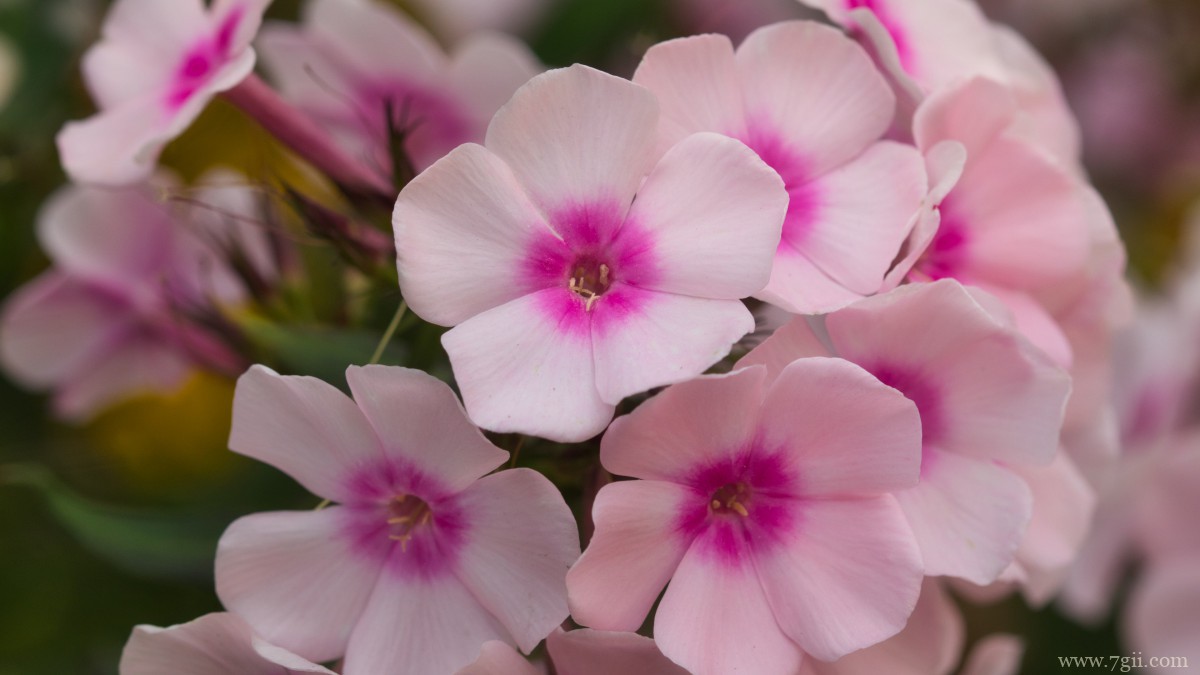 丛生福禄考花图片