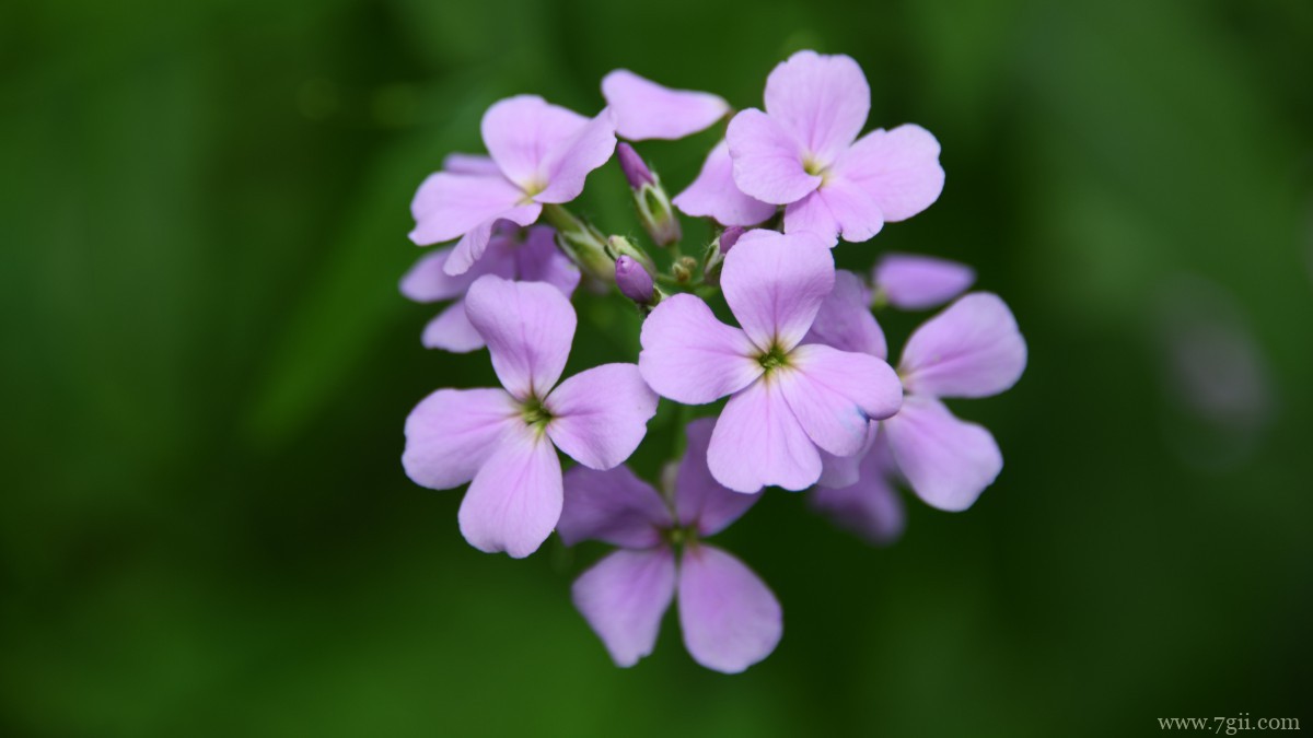 丛生福禄考花图片