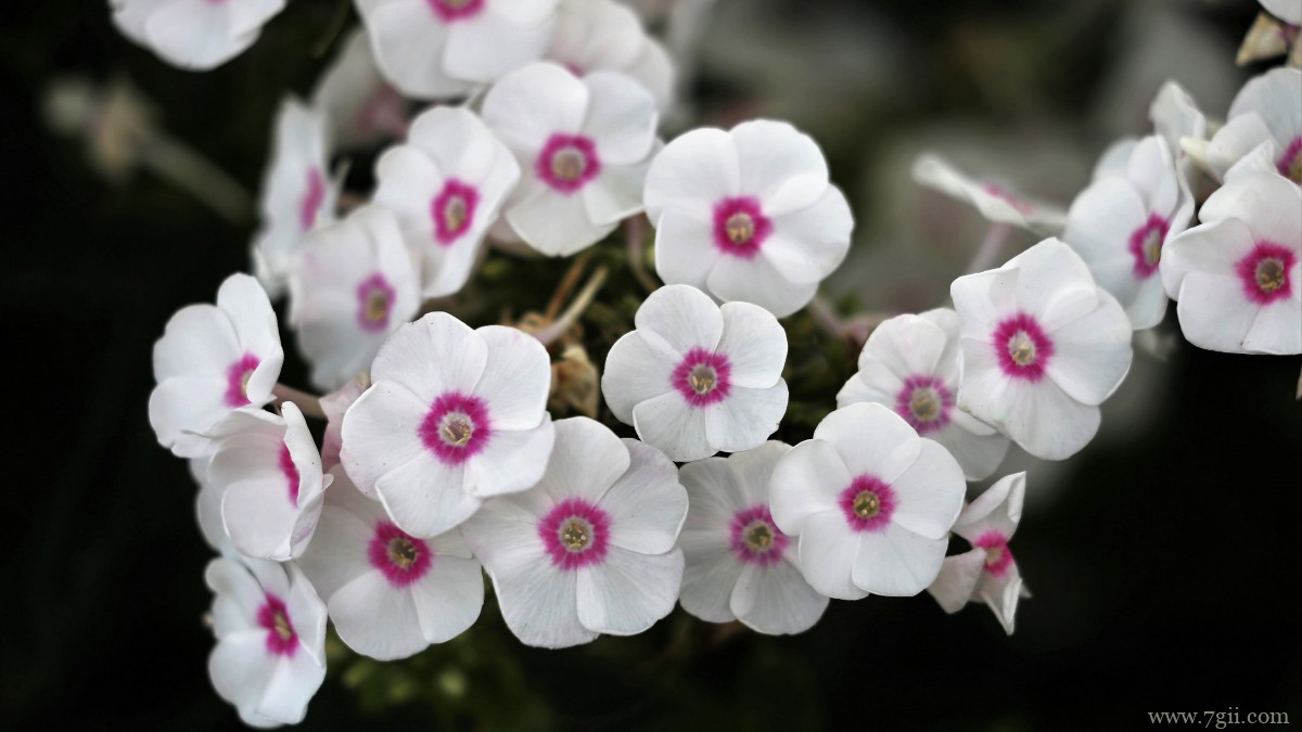 丛生福禄考花图片