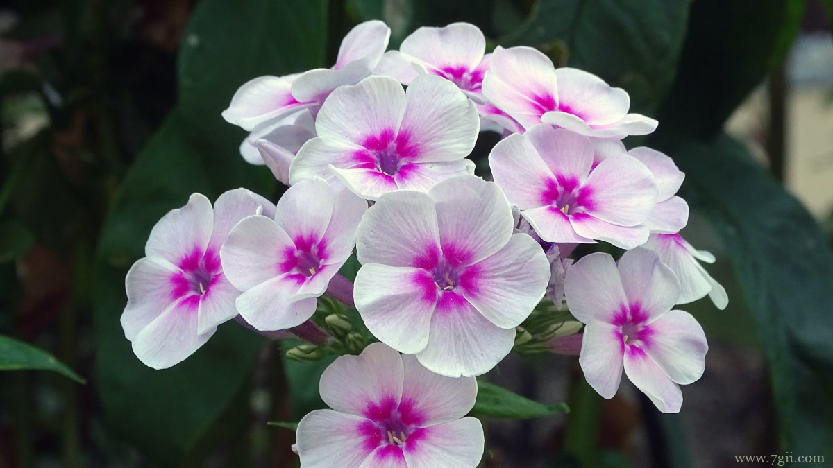 丛生福禄考花图片