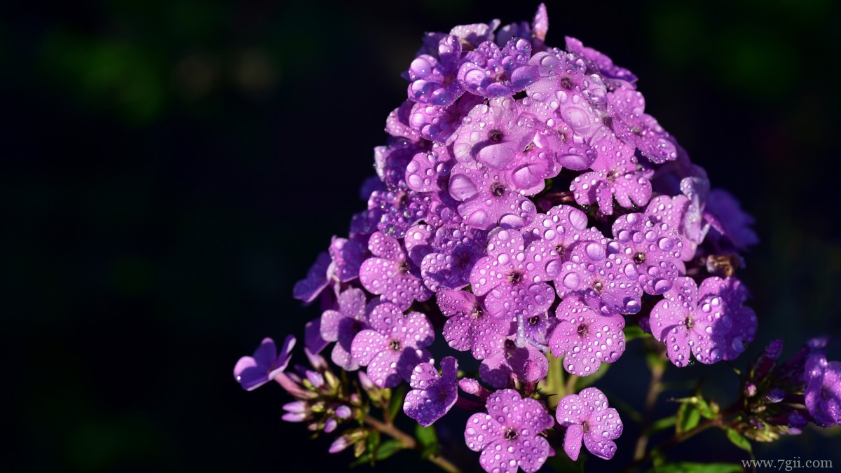 丛生福禄考花图片