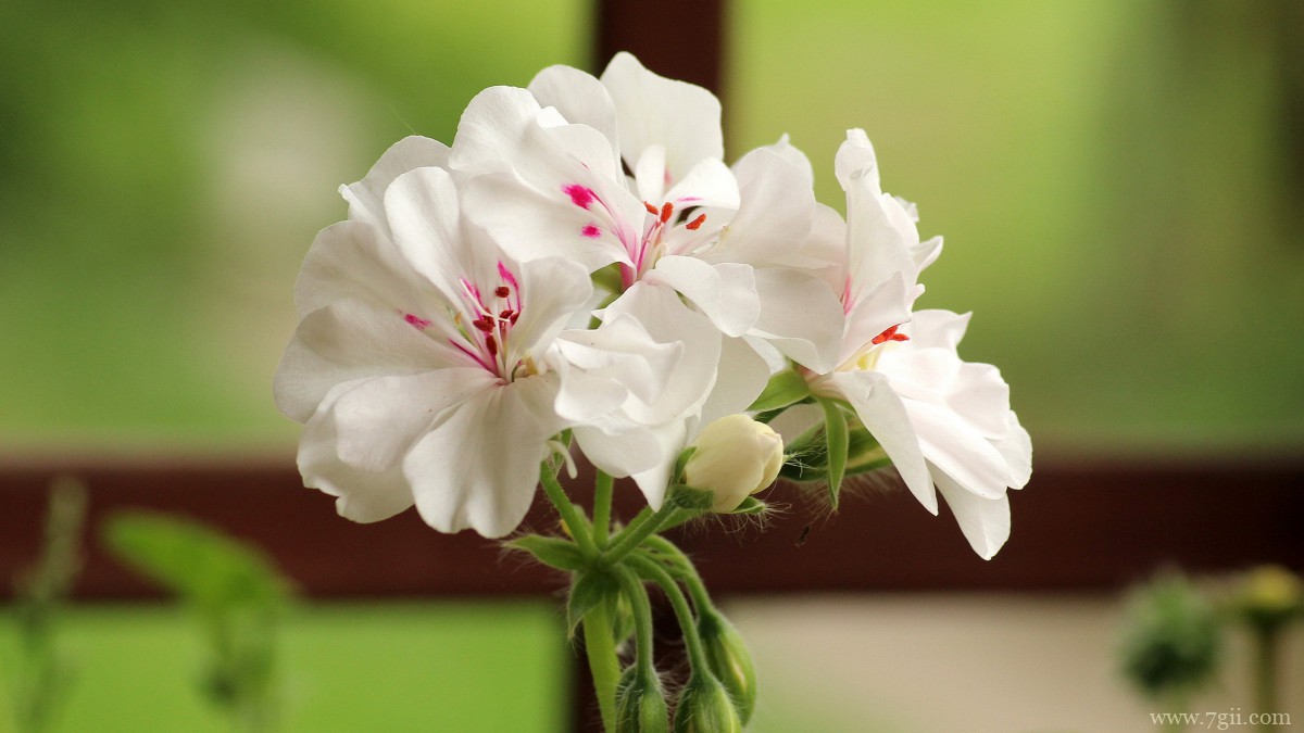 丛生福禄考花图片