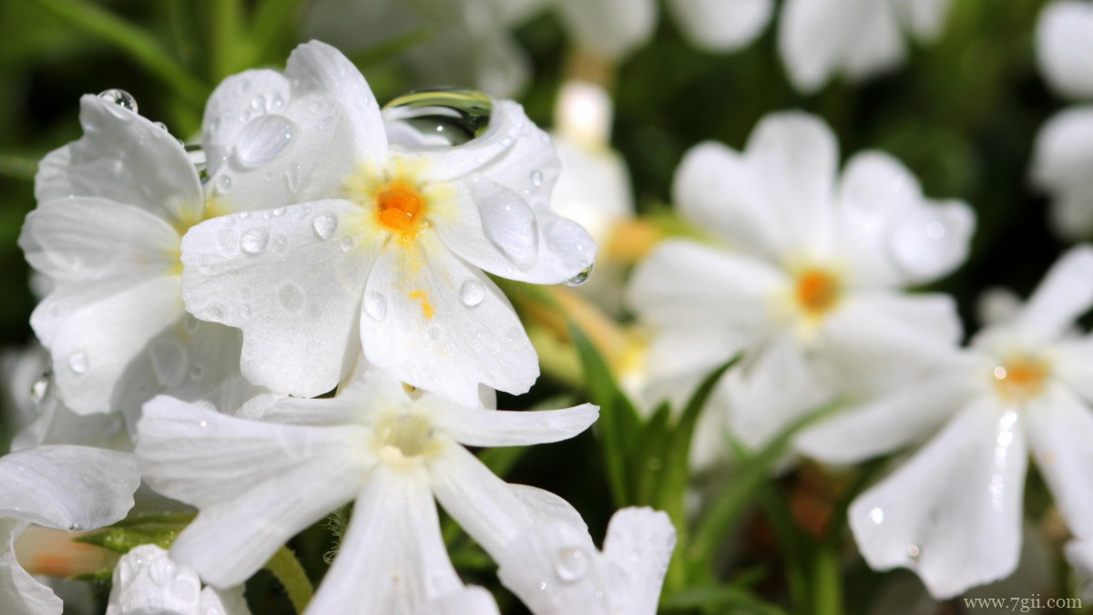 丛生福禄考花图片