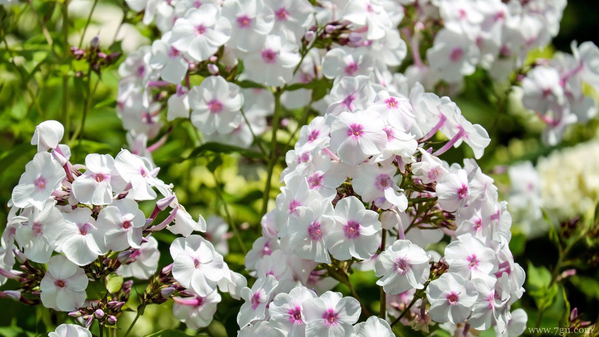 丛生福禄考花图片