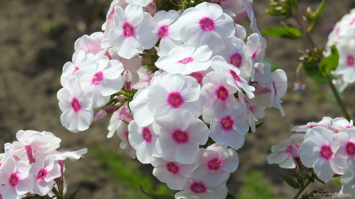 丛生福禄考花图片