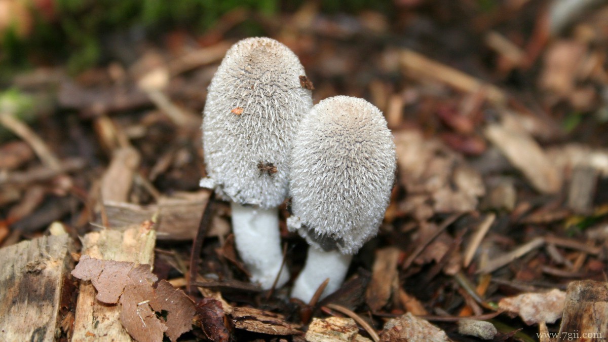 鸡腿蘑菇图片