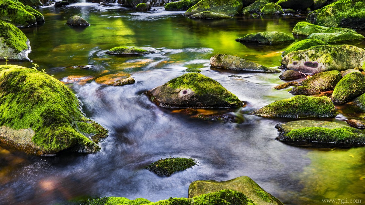 苔藓图片大全大图
