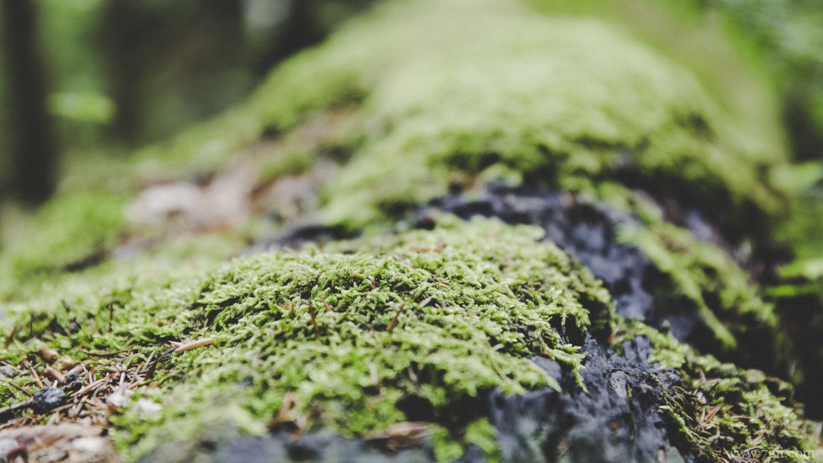 苔藓图片大全大图