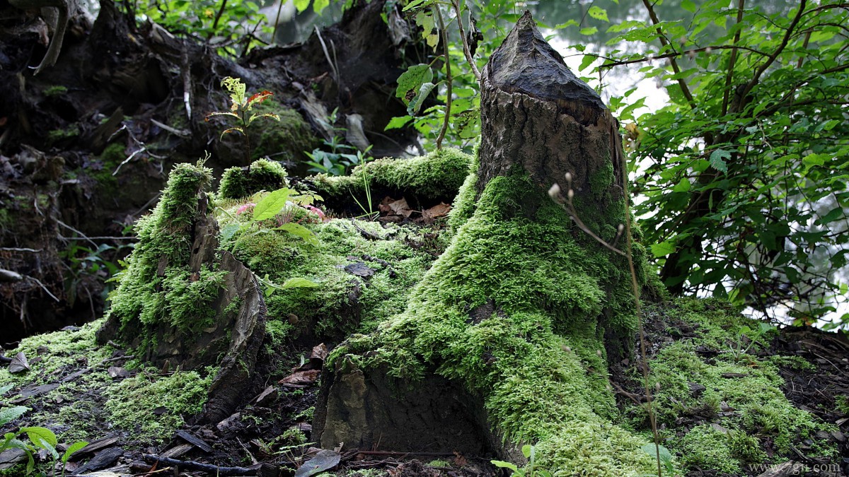 苔藓图片大全大图