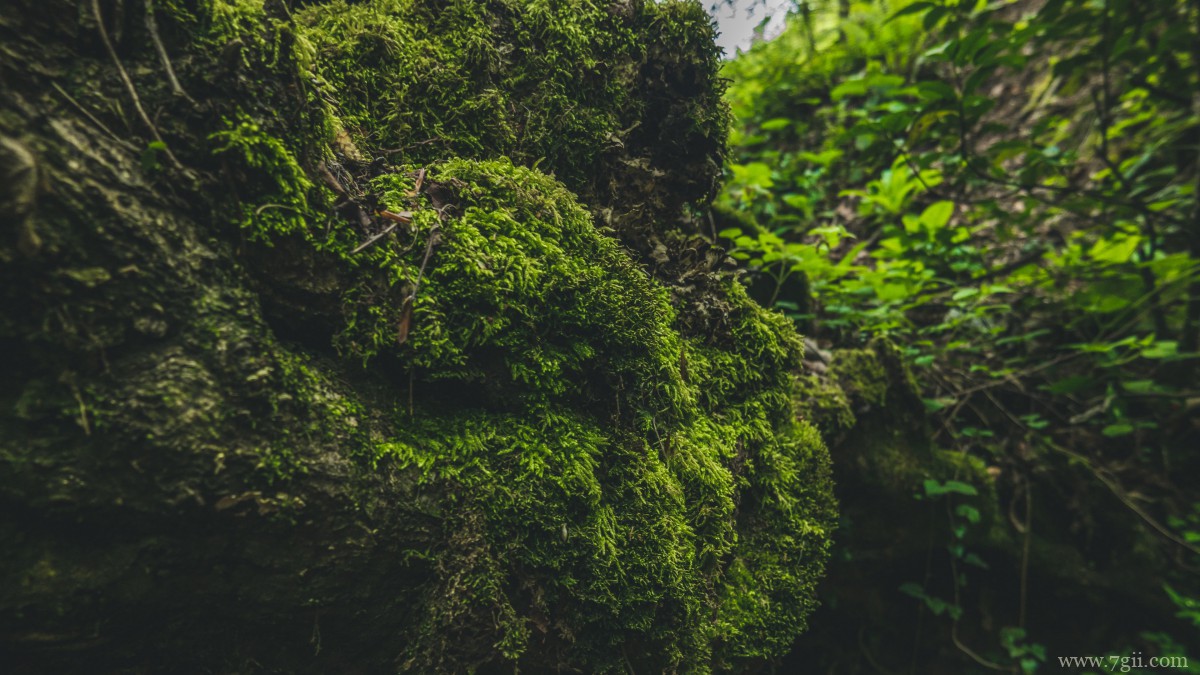 苔藓图片大全大图