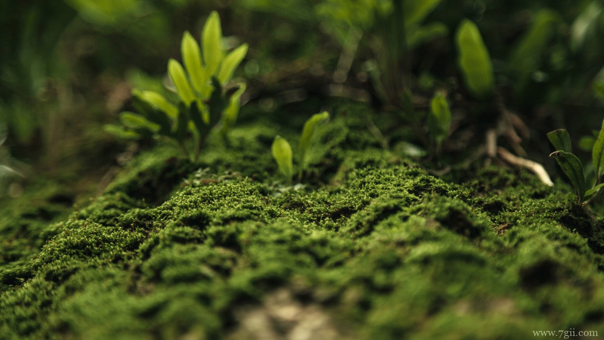 苔藓图片大全大图