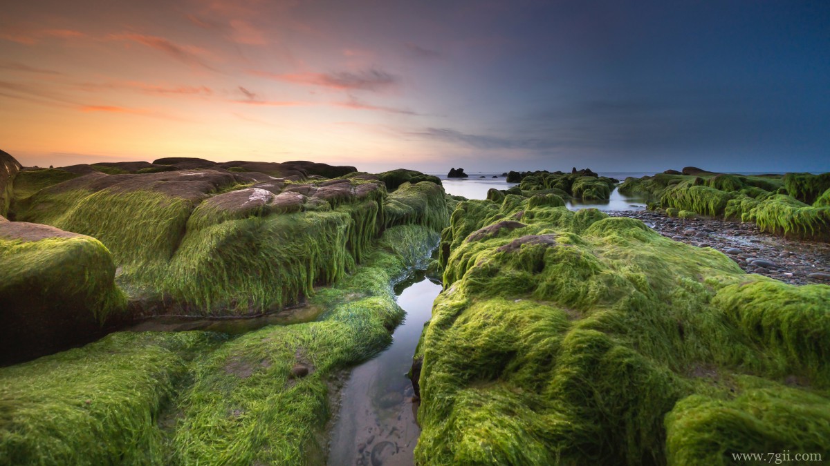 苔藓图片大全大图