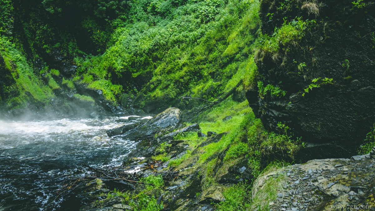 苔藓图片大全大图