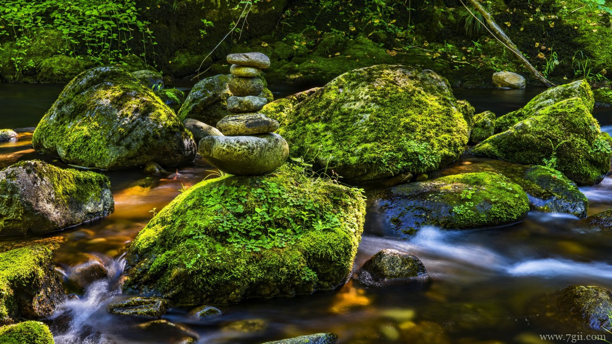 苔藓图片大全大图