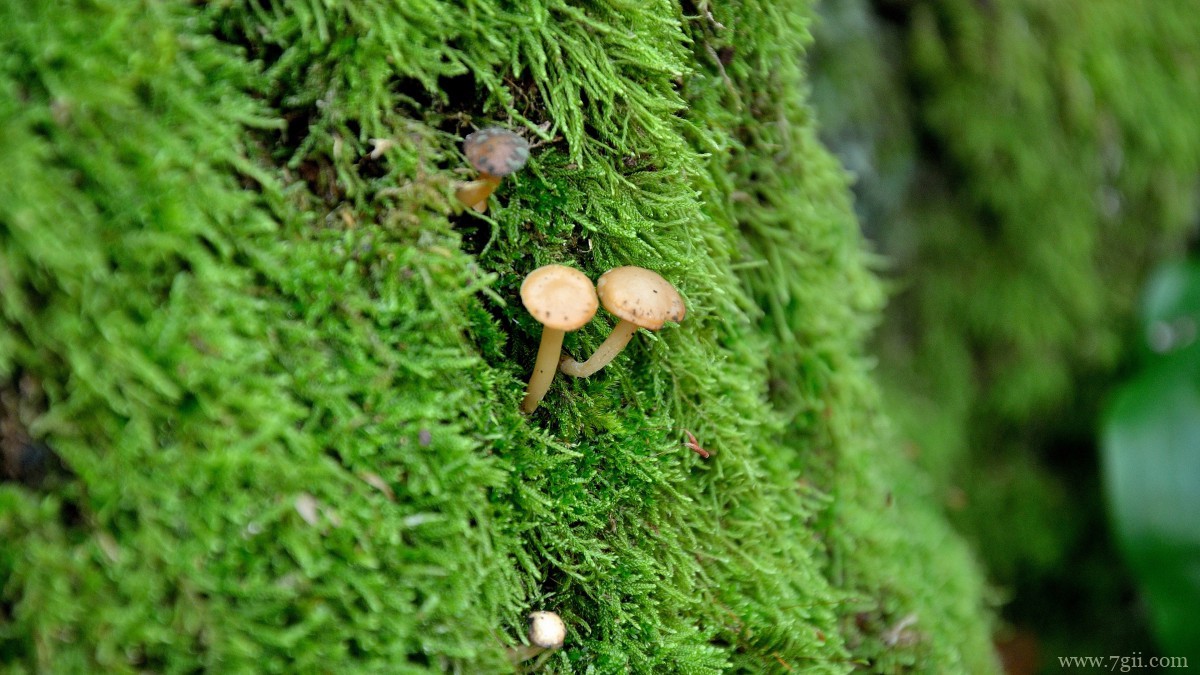 苔藓图片大全大图