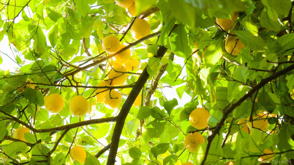 枝头上的柠檬图片