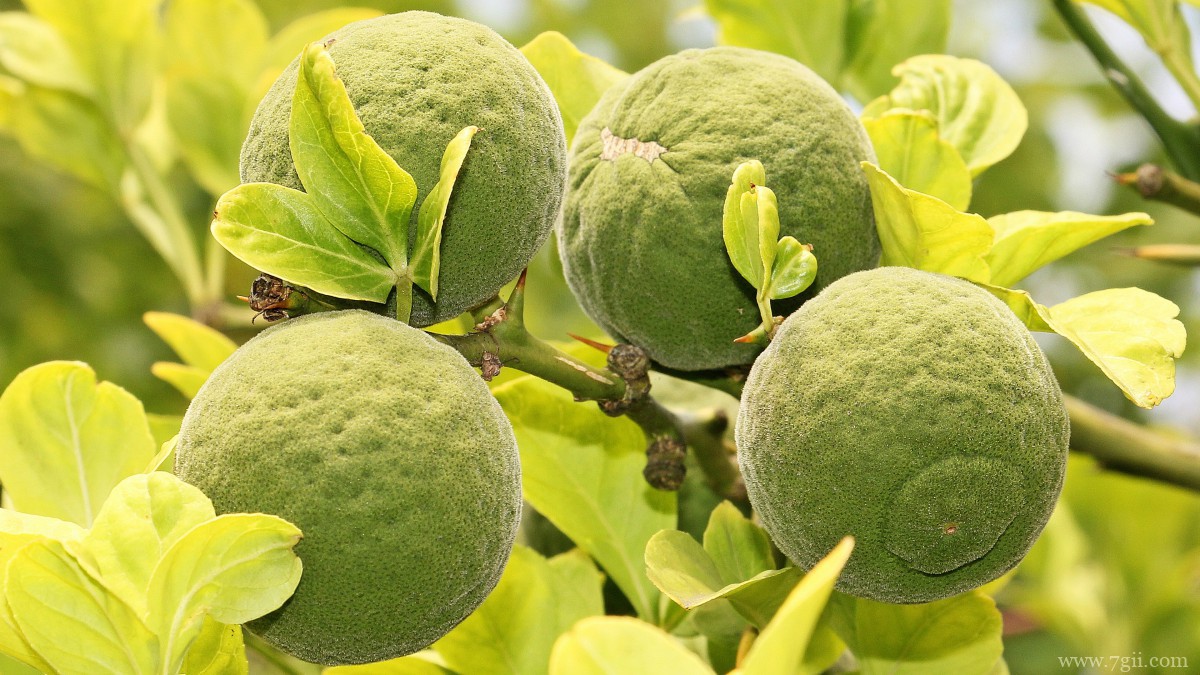 枝头上的柠檬图片