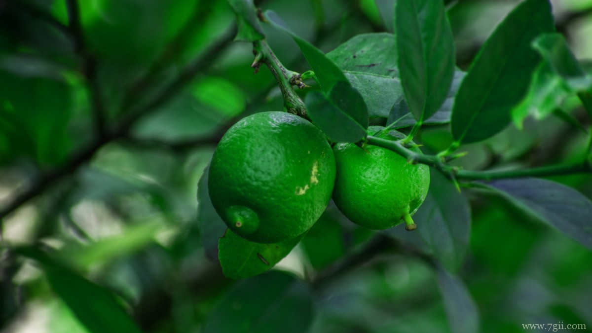 枝头上的柠檬图片