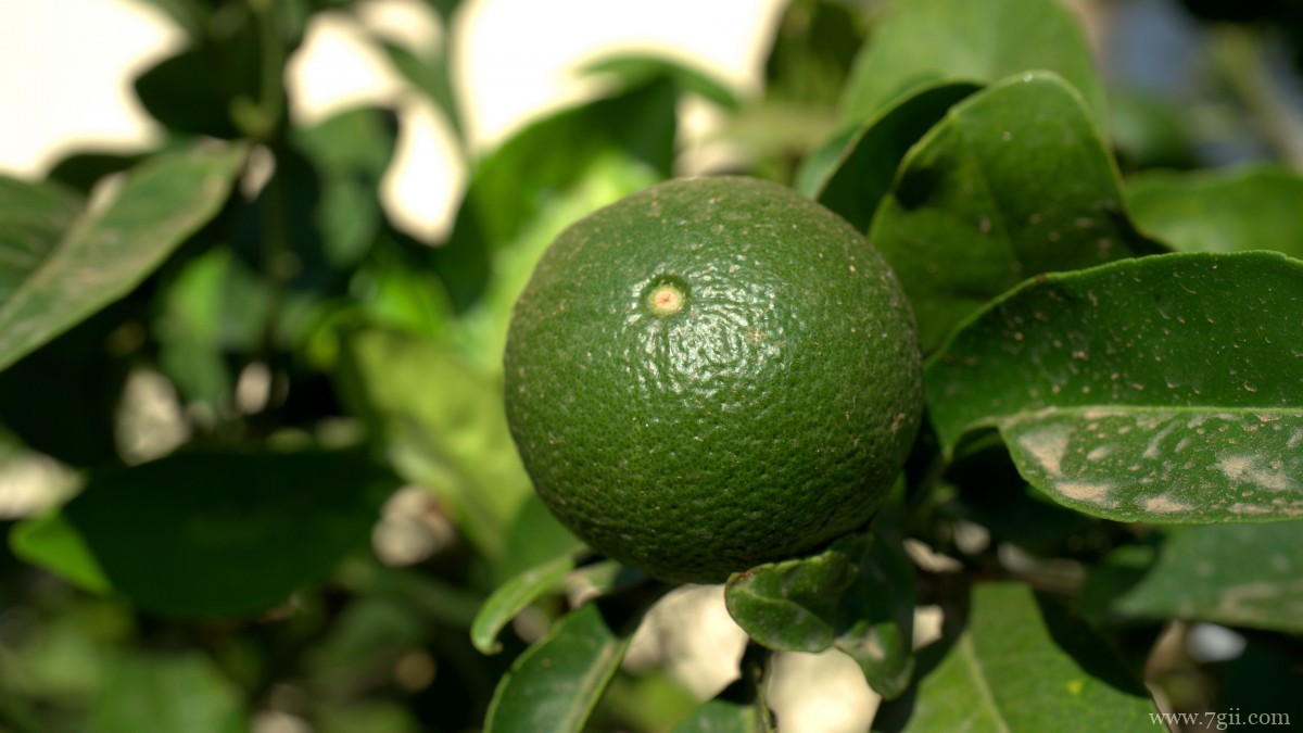 枝头上的柠檬图片