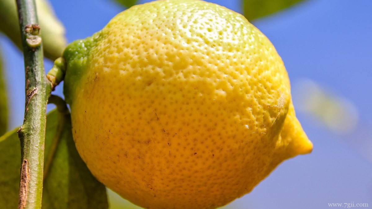 枝头上的柠檬图片