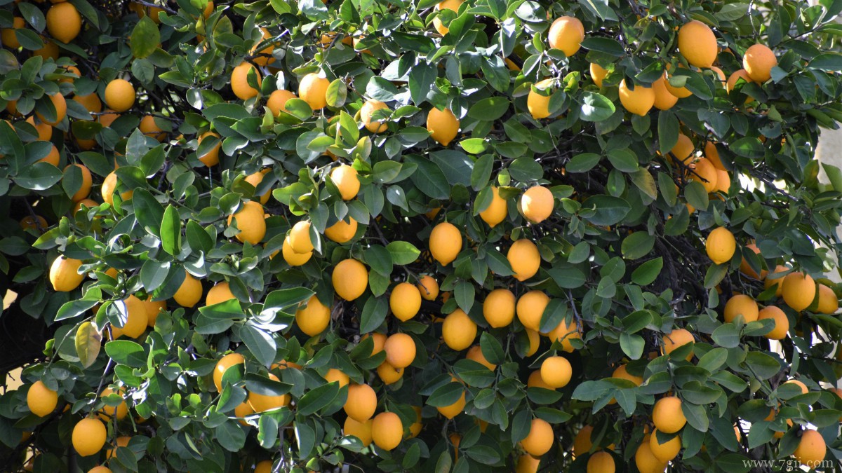 枝头上的柠檬图片