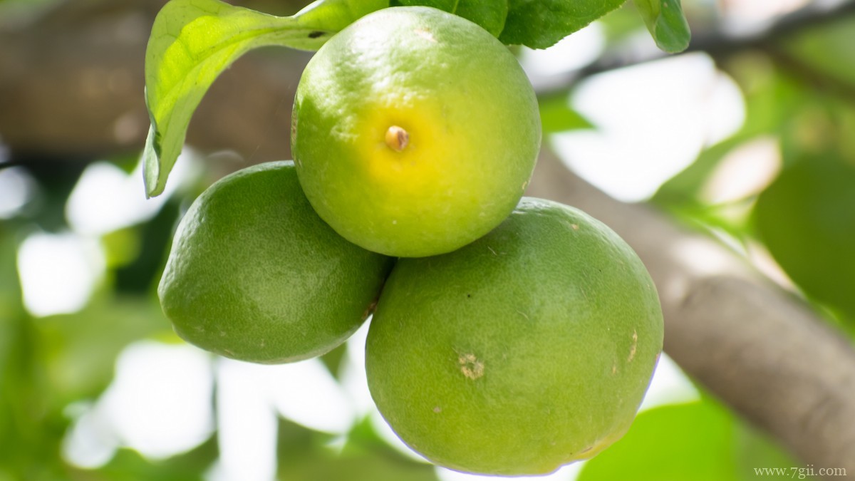 枝头上的柠檬图片