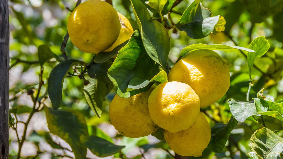 枝头上的柠檬图片