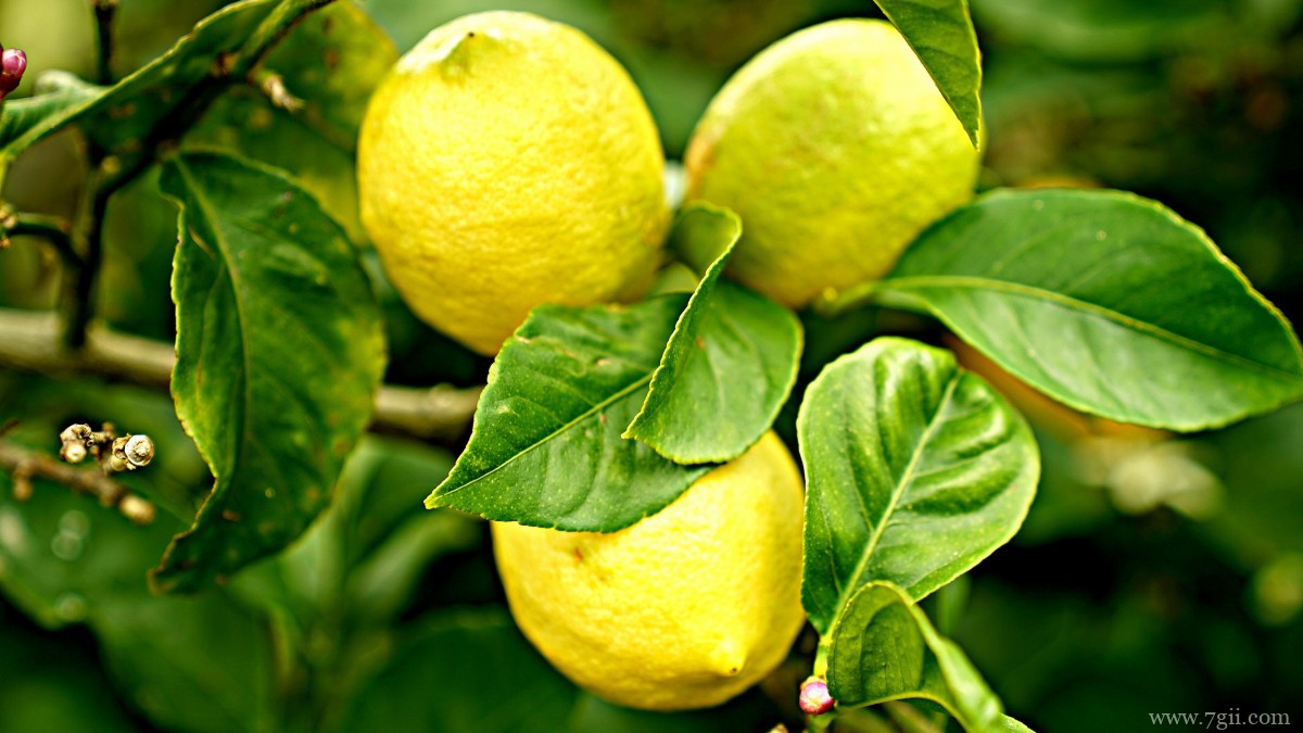 枝头上的柠檬图片