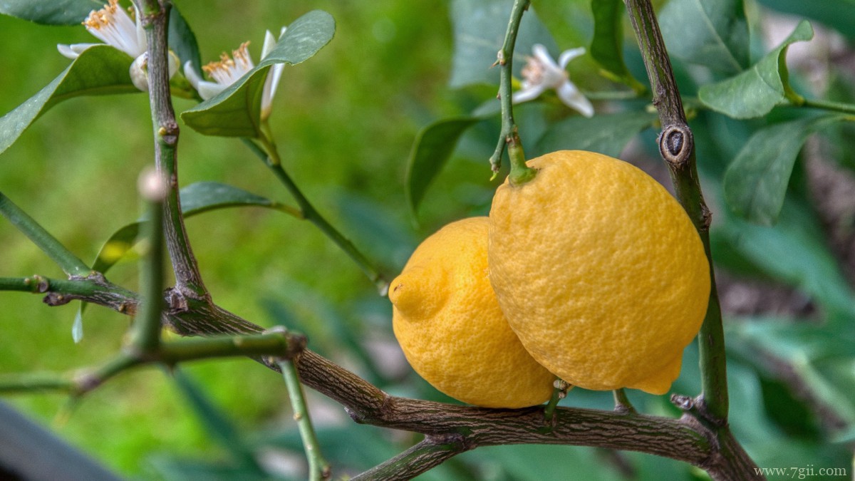 枝头上的柠檬图片