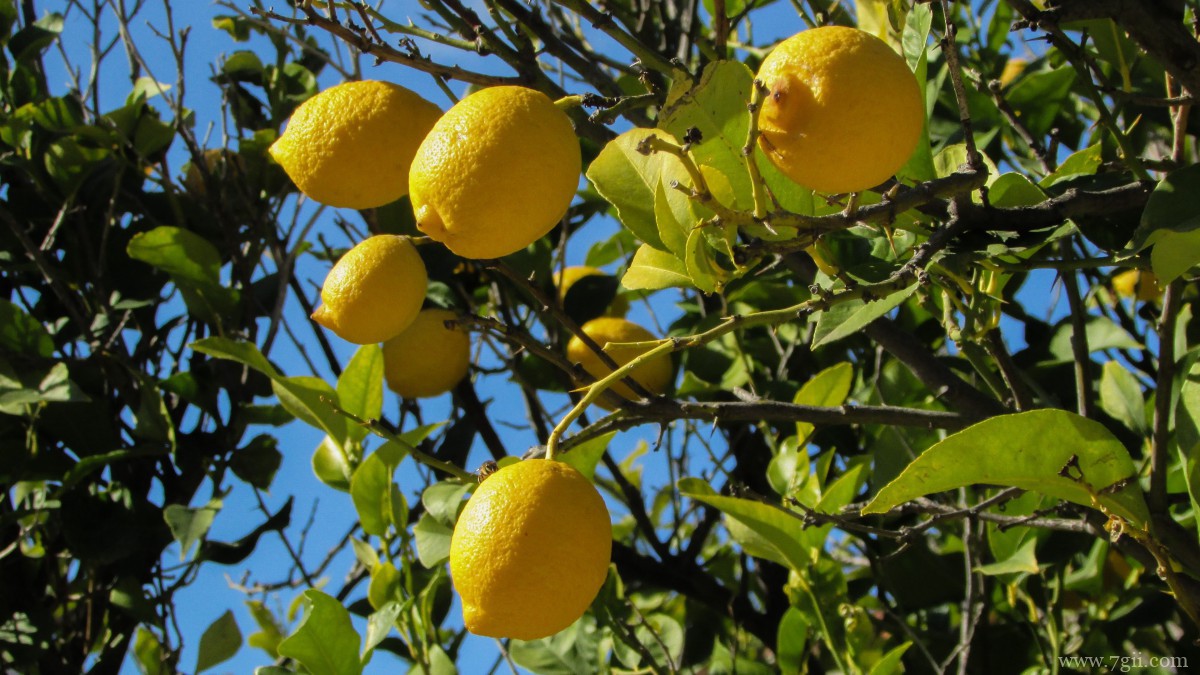 枝头上的柠檬图片