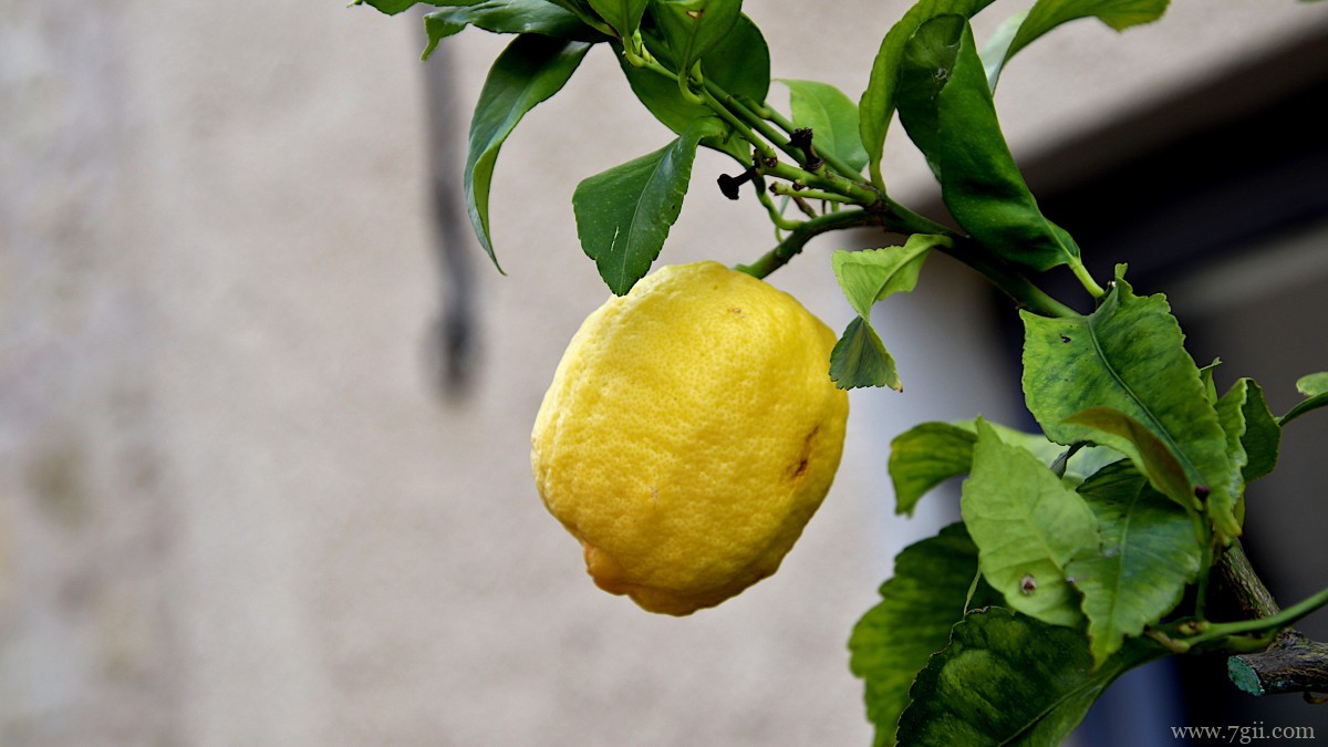 枝头上的柠檬图片