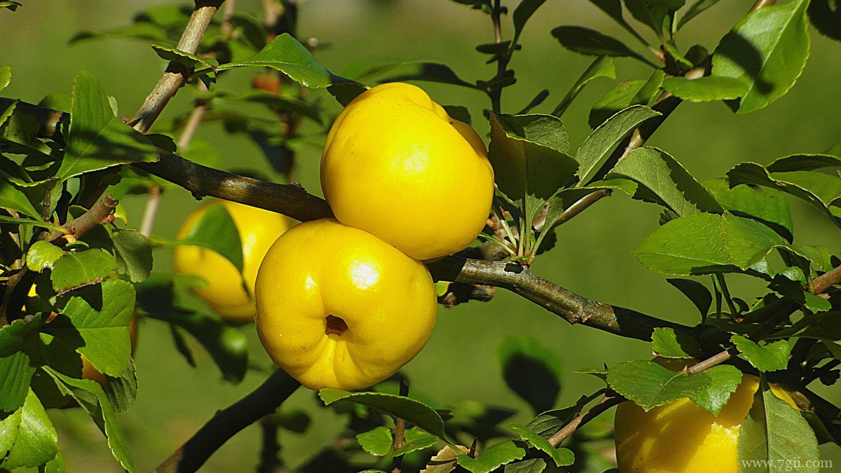 枝头上的柠檬图片