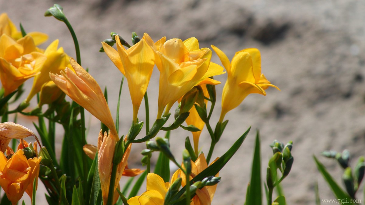 小苍兰图片大全