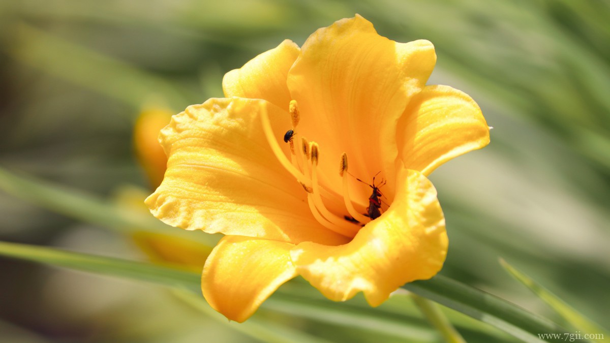 小苍兰图片大全