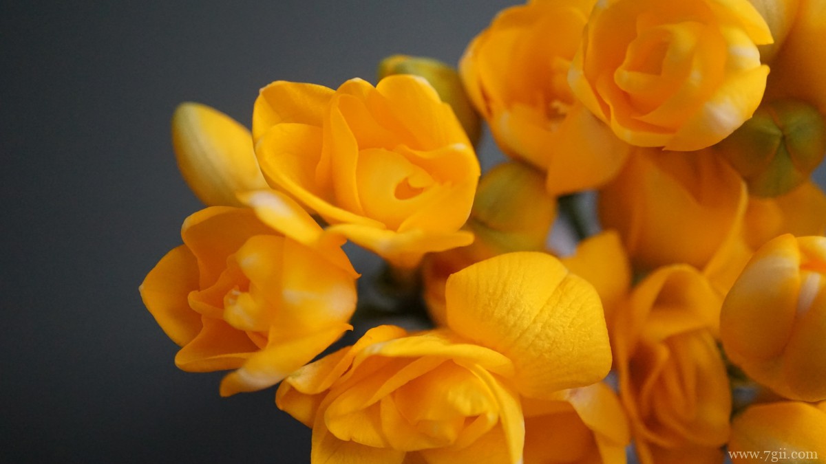 小苍兰图片大全