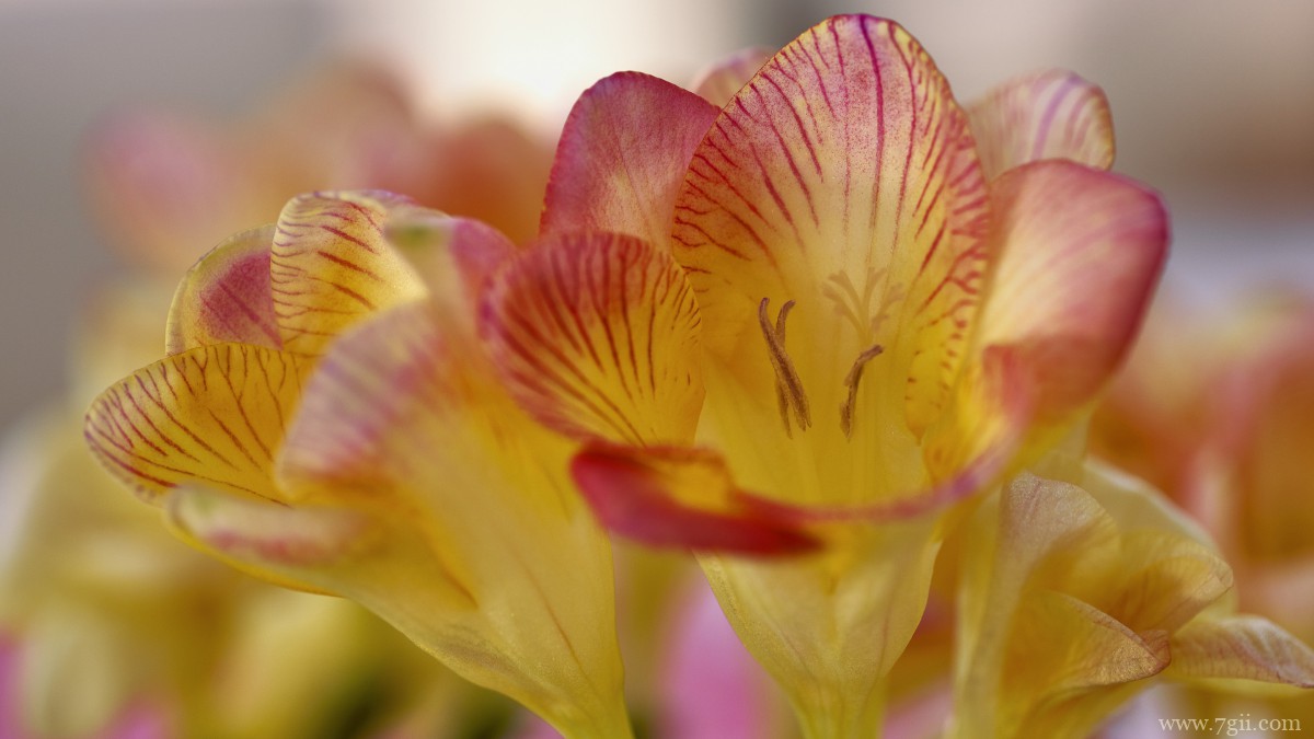 小苍兰图片大全