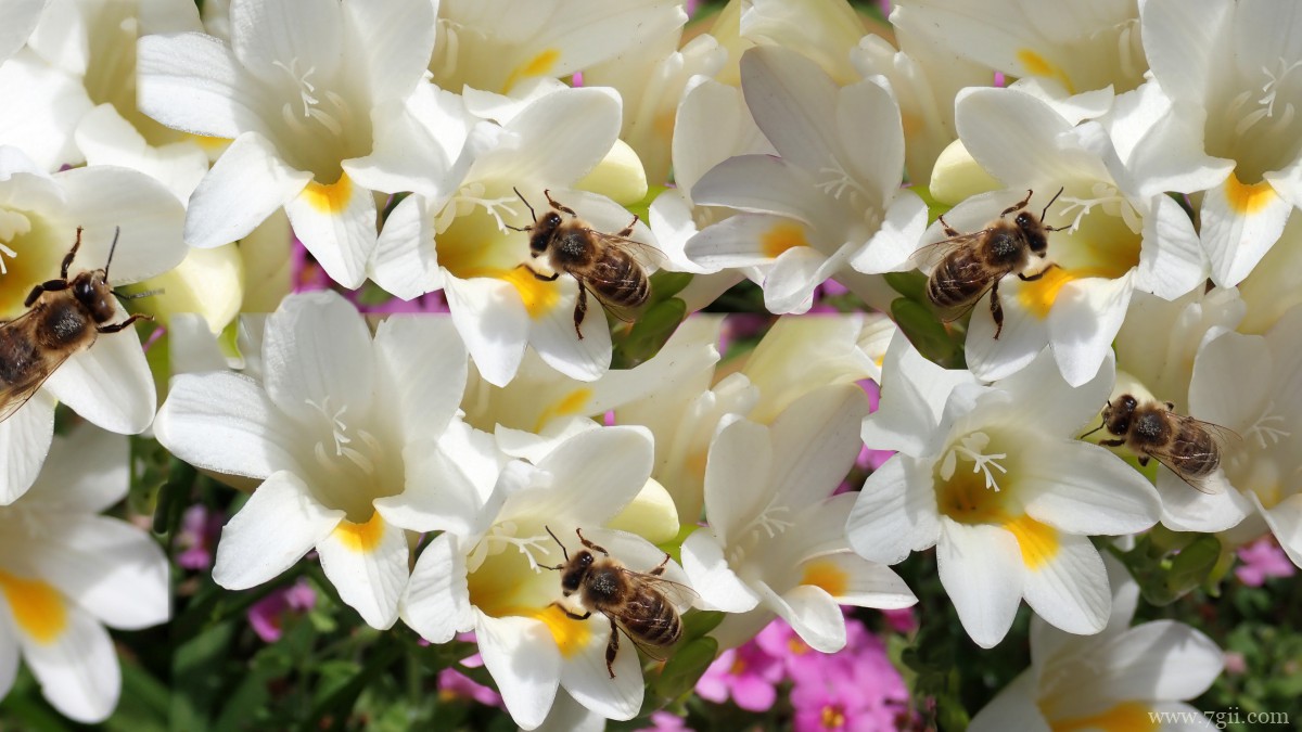 小苍兰图片大全