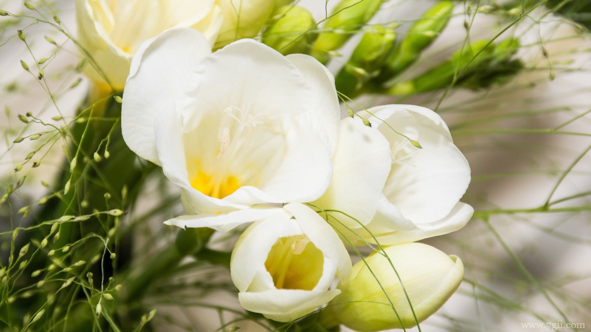 小苍兰图片大全