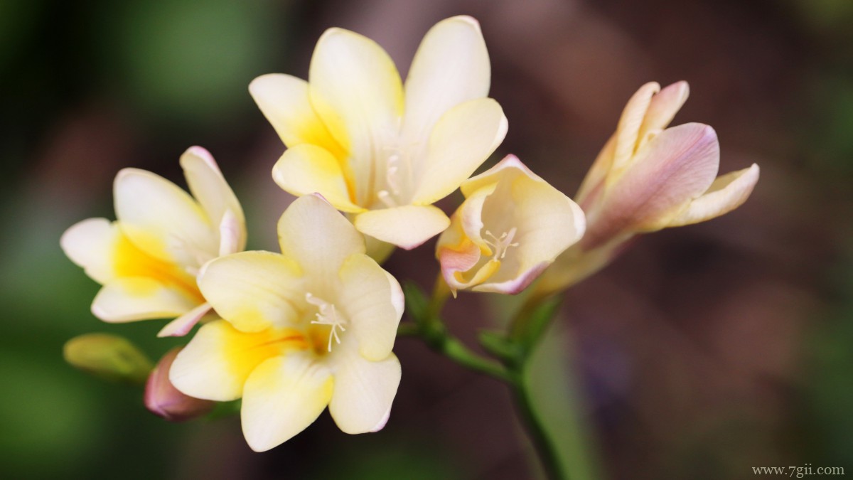 小苍兰图片大全