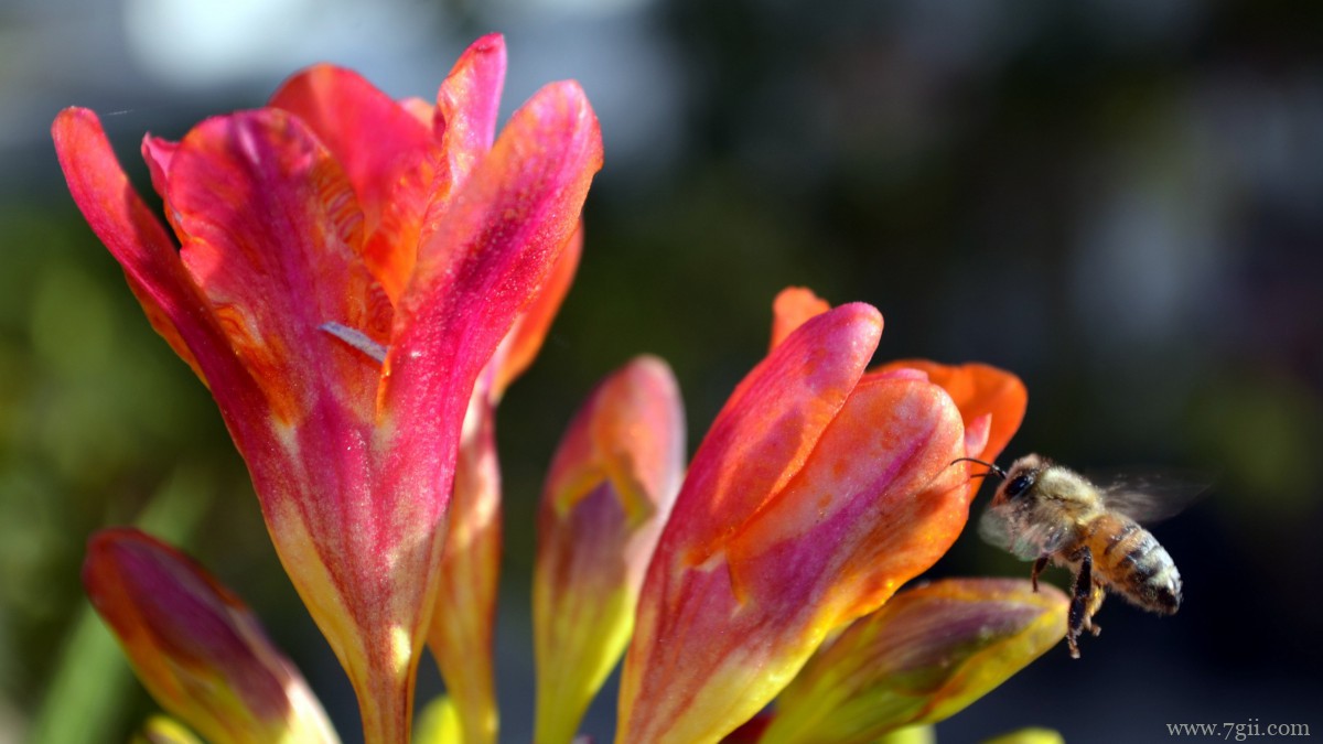 小苍兰图片大全