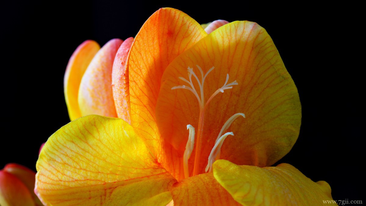 小苍兰图片大全