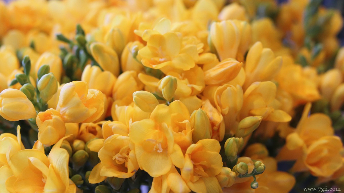 小苍兰图片大全