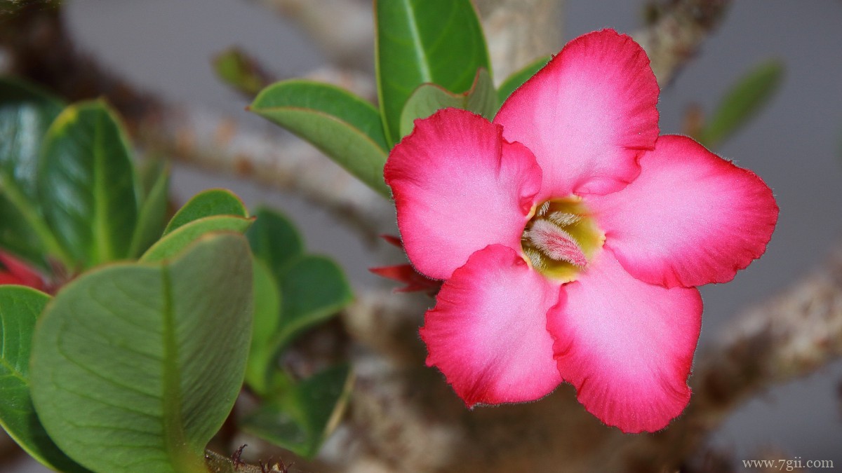 高清夹竹桃图片大全