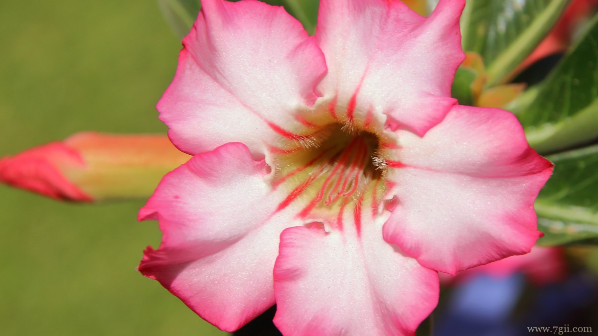 高清夹竹桃图片大全