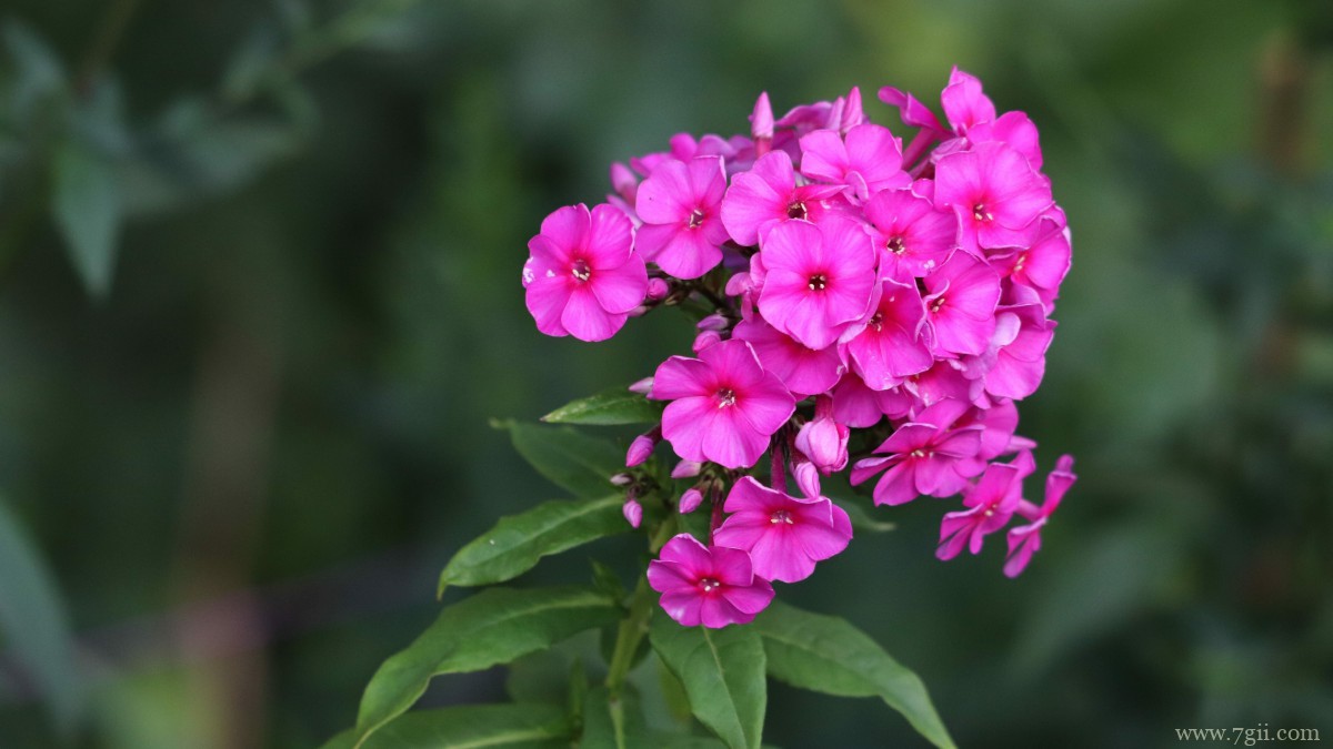 高清夹竹桃图片大全