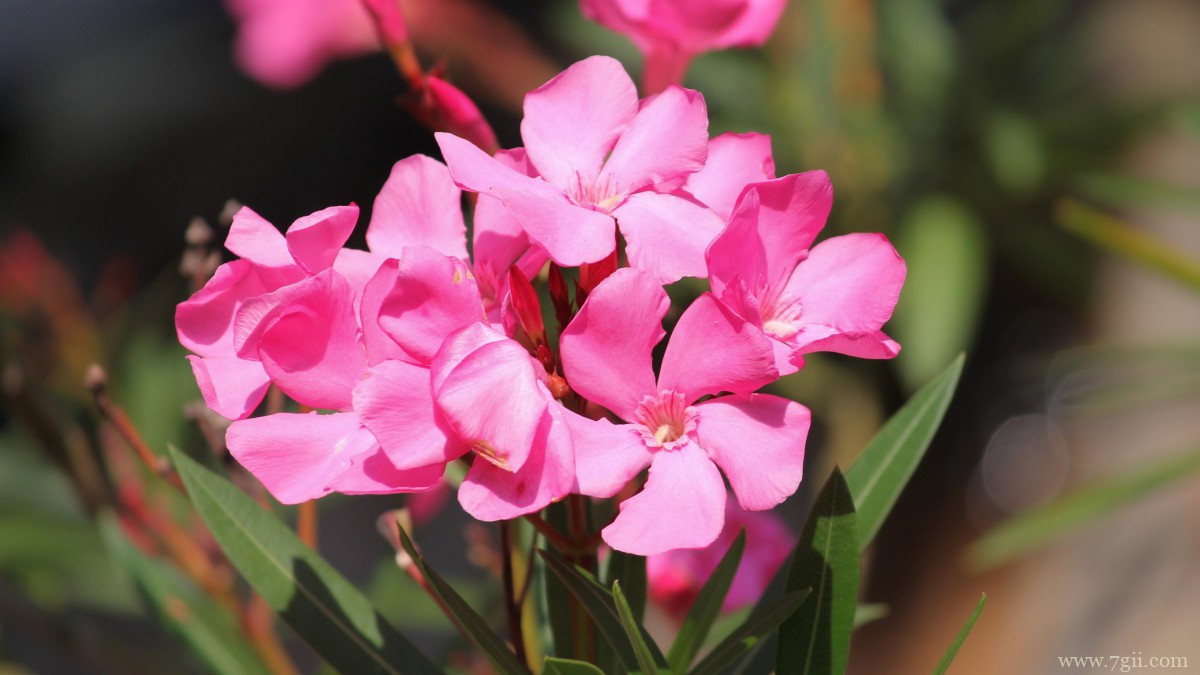 高清夹竹桃图片大全