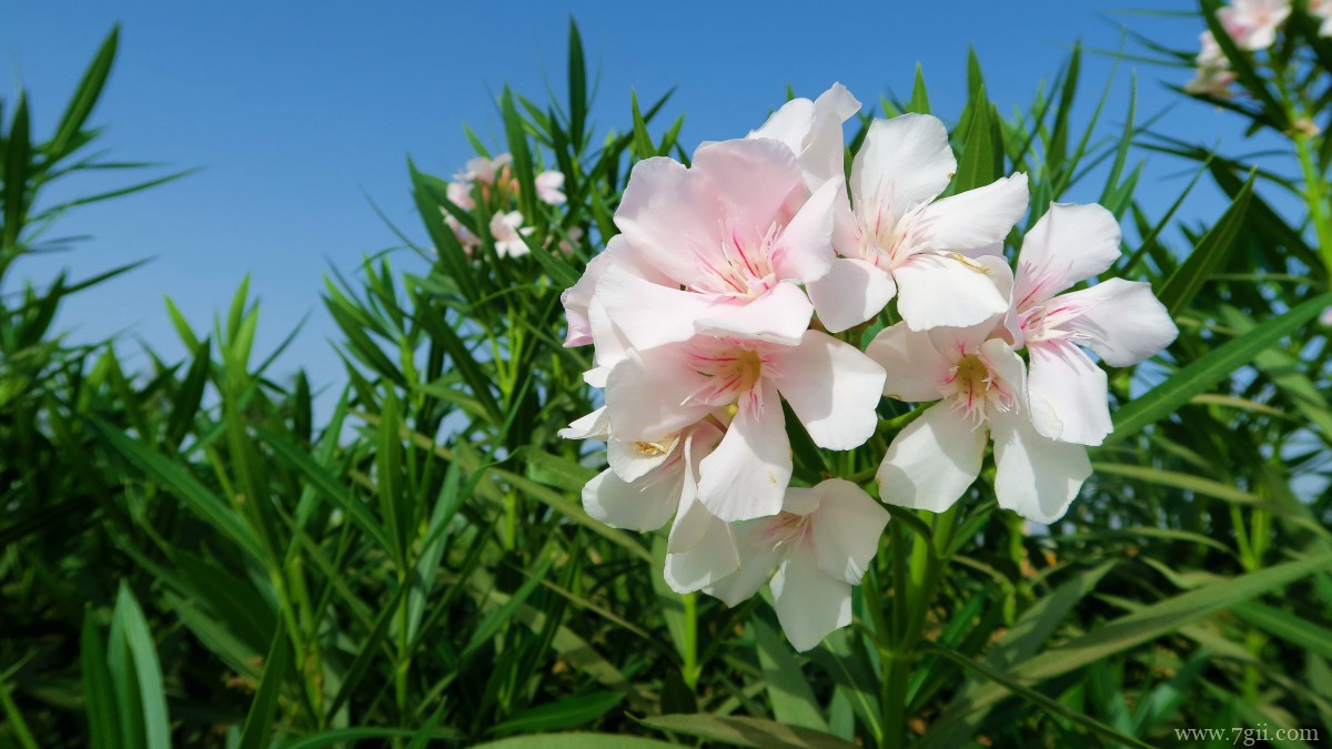 高清夹竹桃图片大全