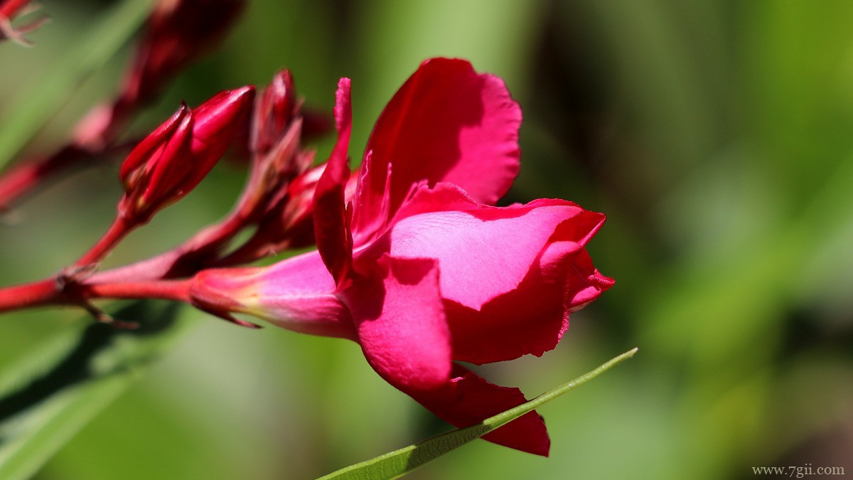 高清夹竹桃图片大全