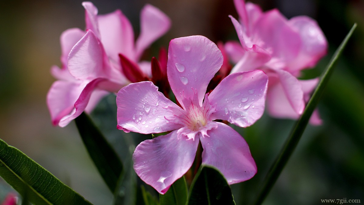 高清夹竹桃图片大全