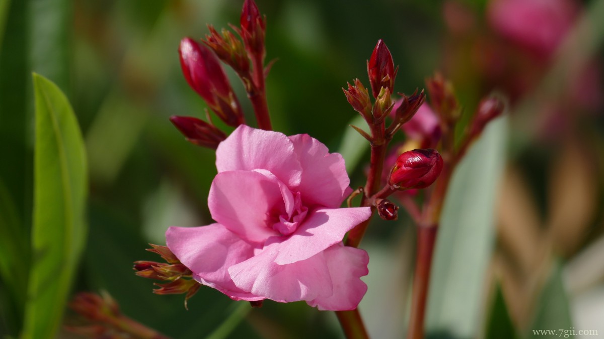 高清夹竹桃图片大全